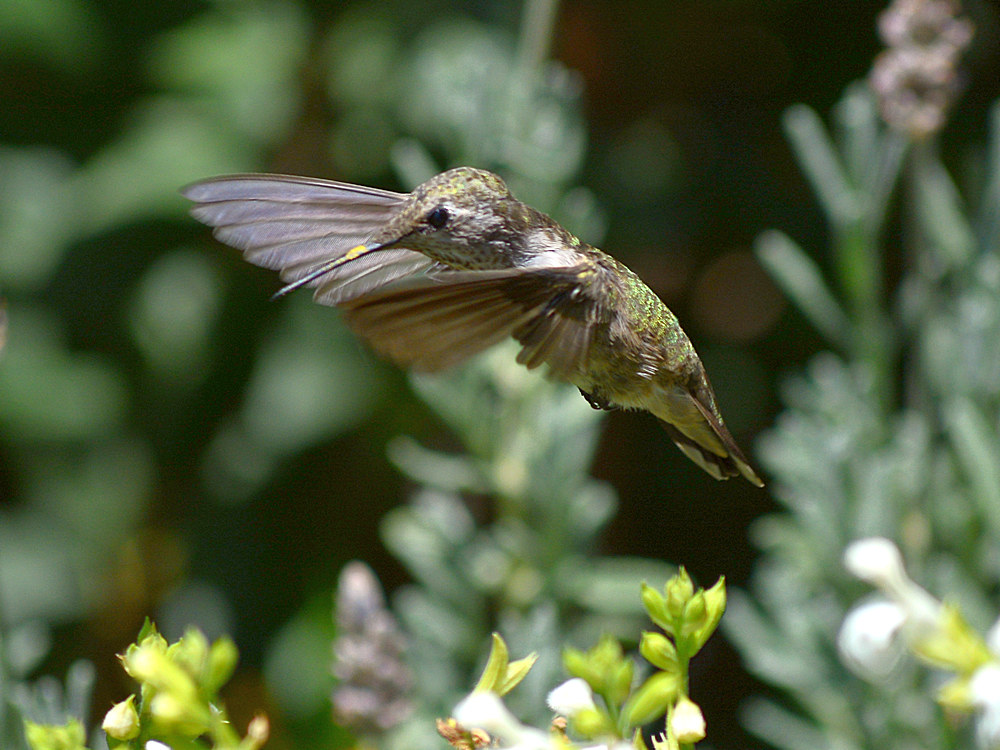 Hummer.jpg