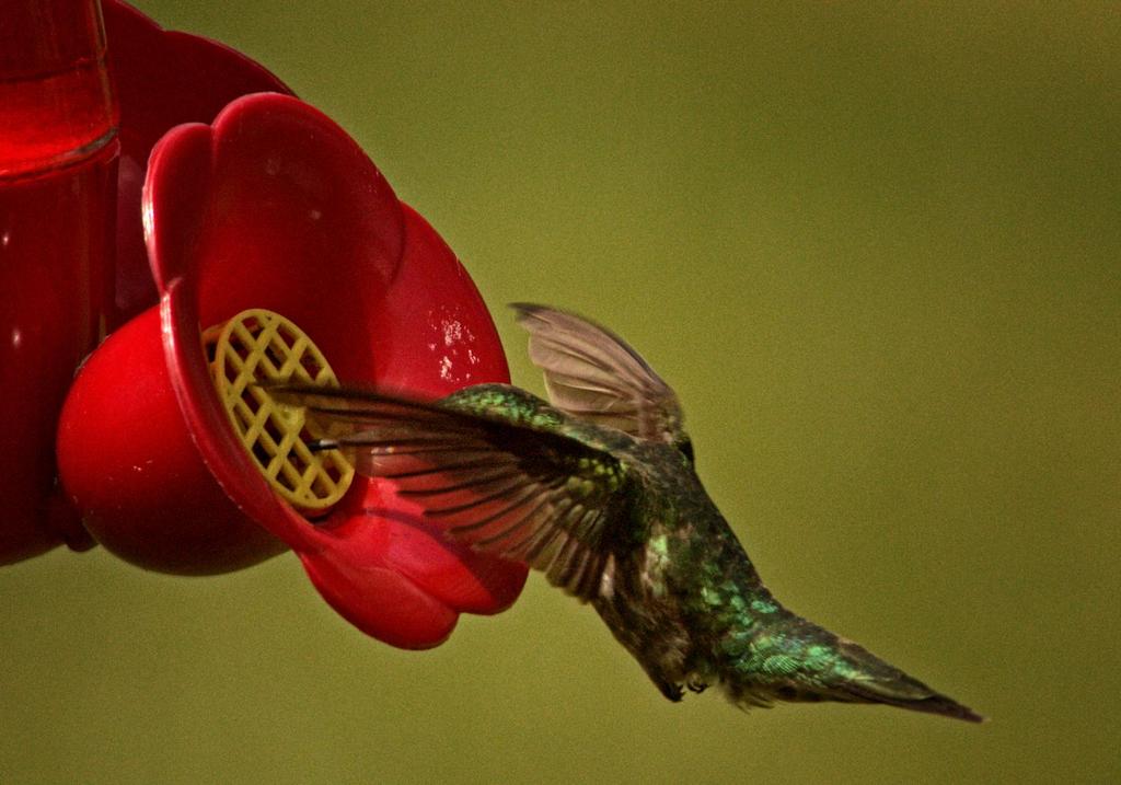 hummer.jpg