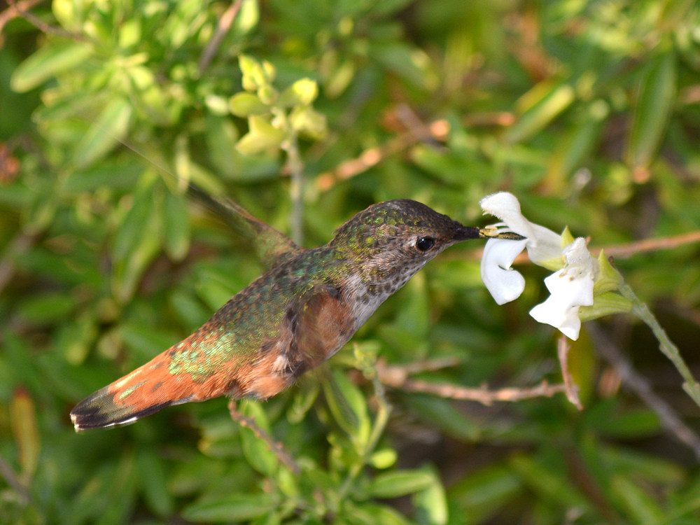 Hummer.jpg