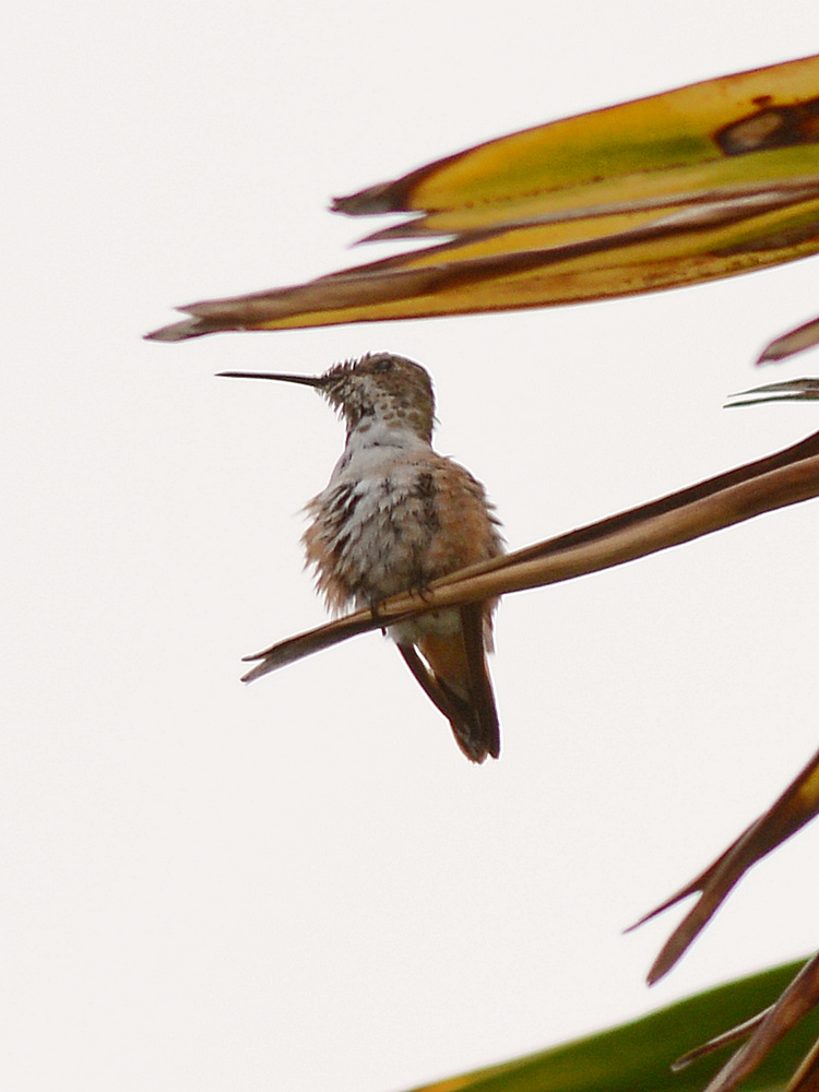 Hummer.jpg
