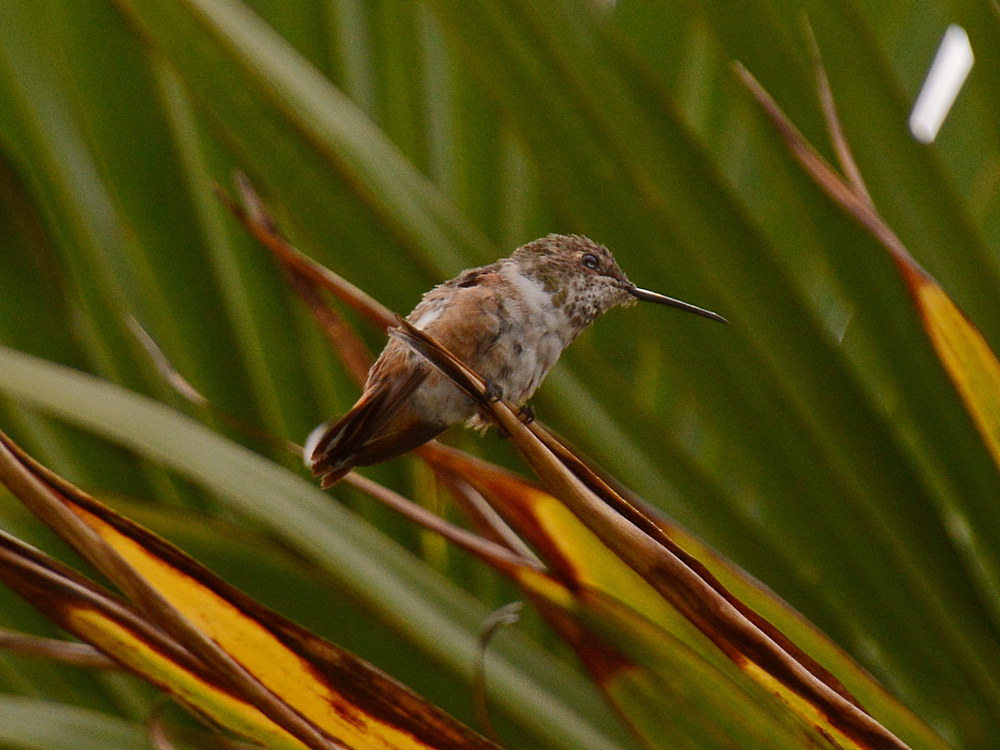 Hummer.jpg
