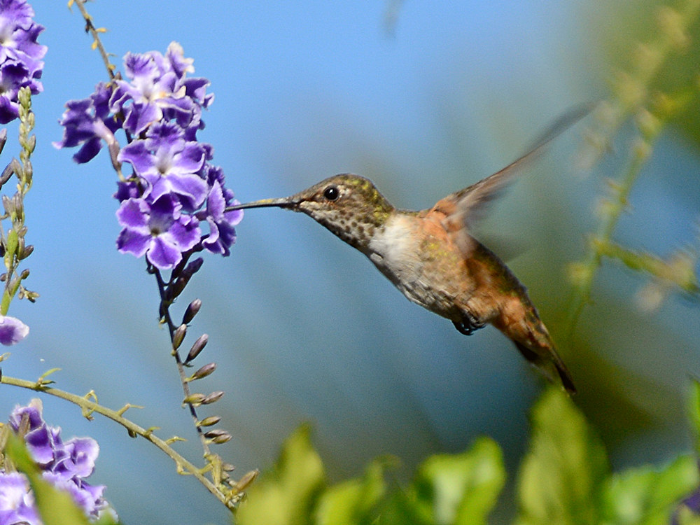 Hummer.jpg