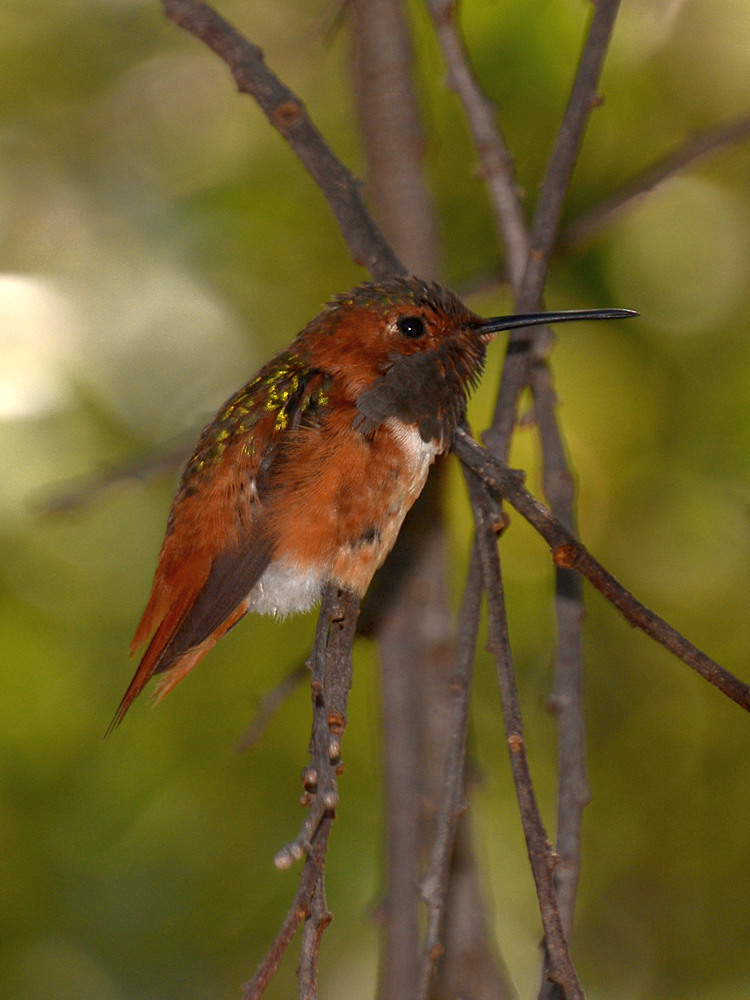 Hummer.jpg