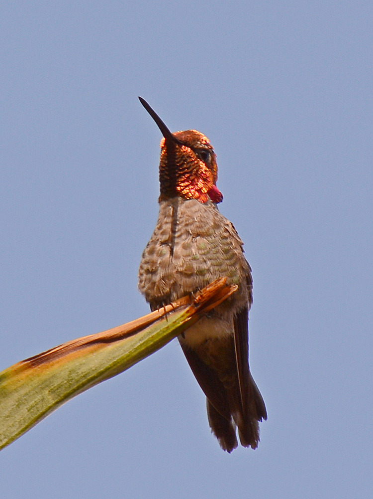 Hummer10.jpg