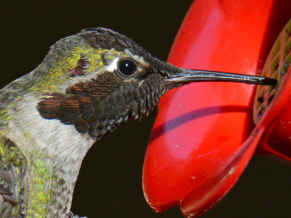 Hummer10.jpg