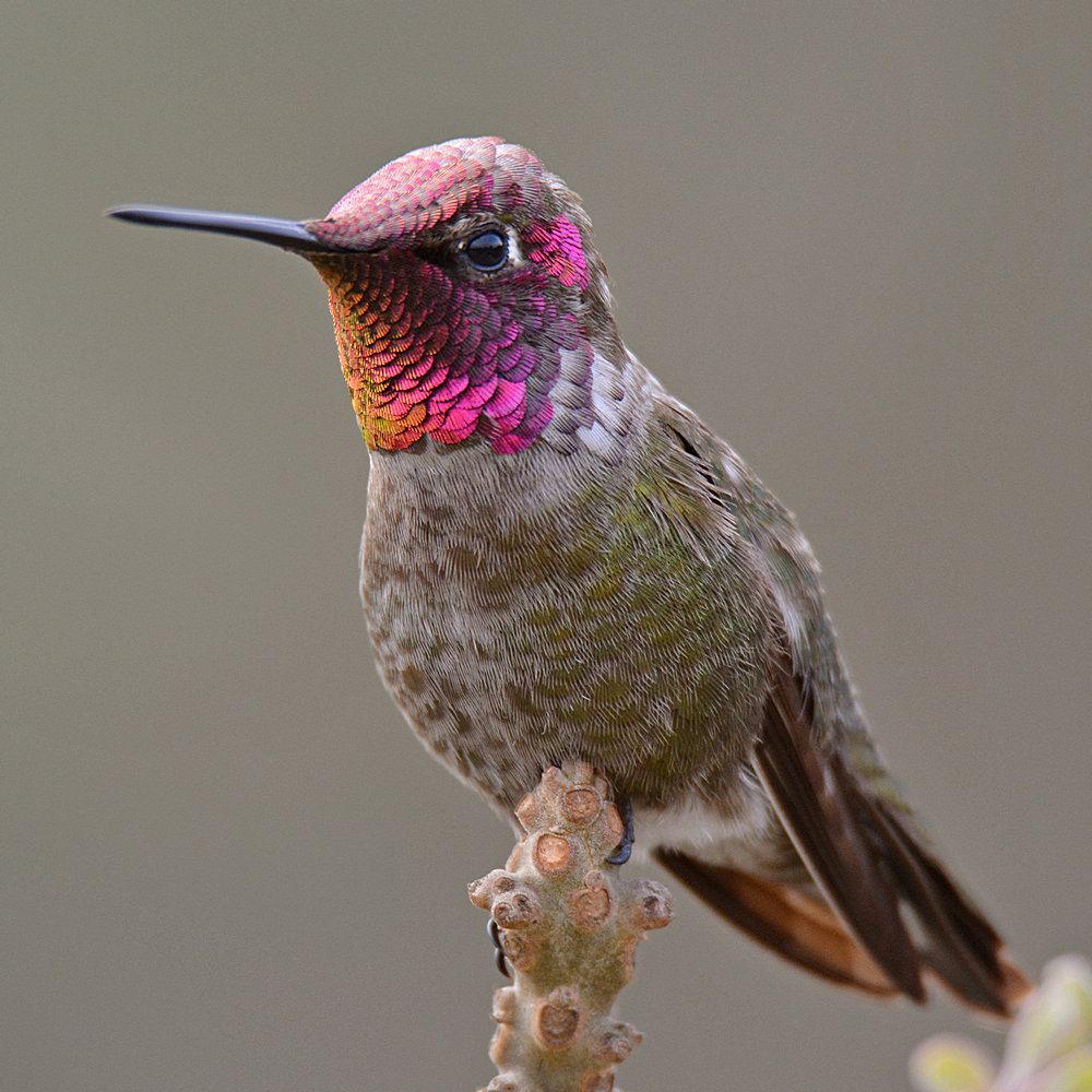 Hummer10.jpg