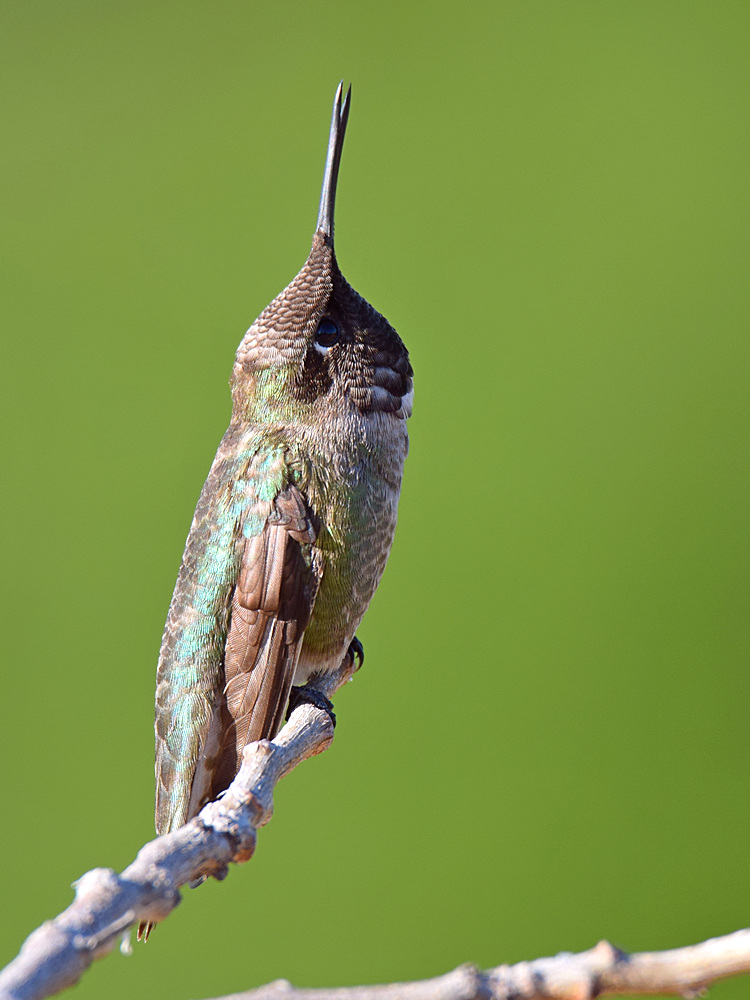 Hummer10.jpg
