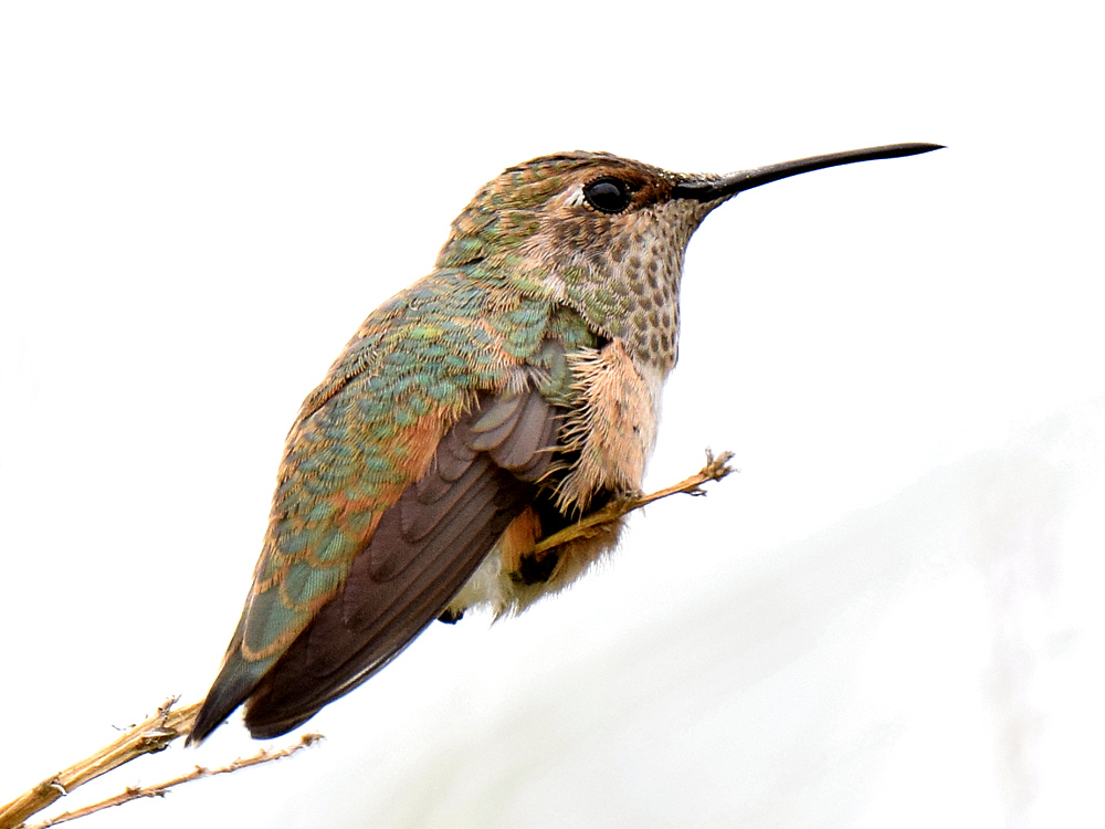 Hummer10.jpg
