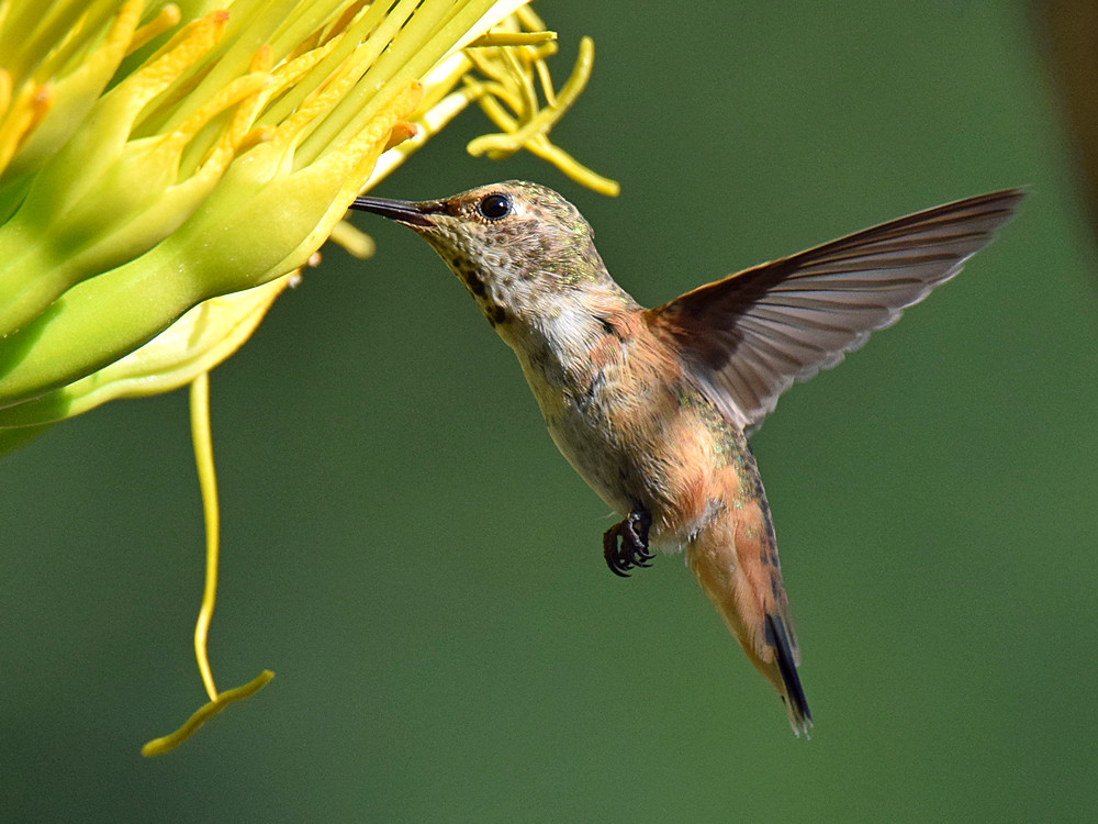 Hummer10.jpg
