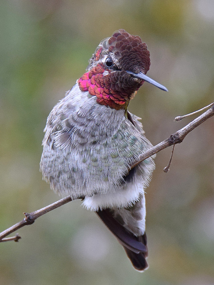 Hummer10.jpg