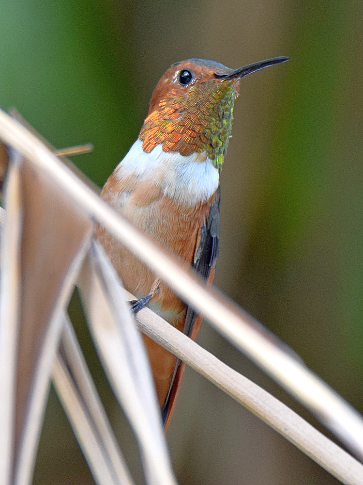 Hummer10.jpg