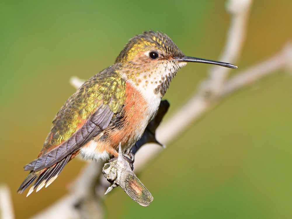 Hummer10.jpg
