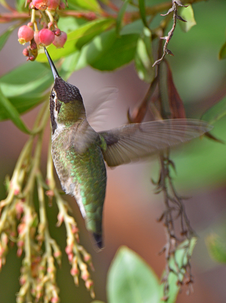 Hummer10.jpg