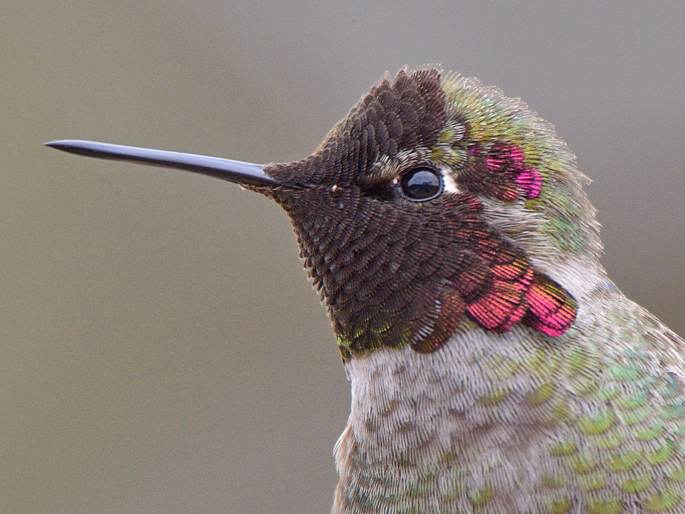 Hummer10.jpg