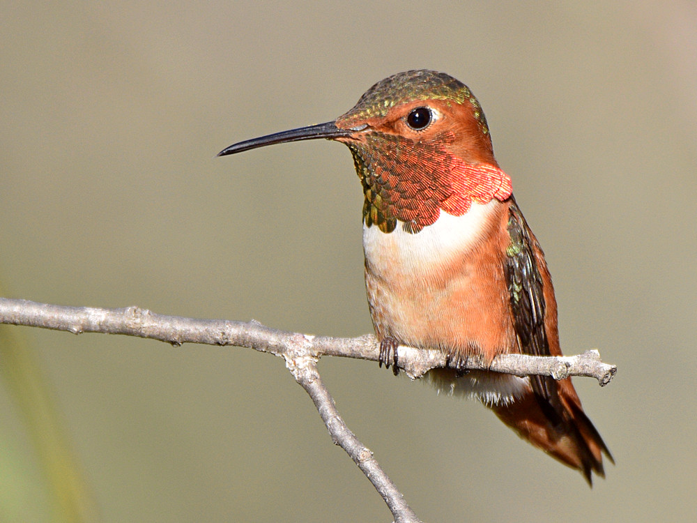 Hummer10.jpg