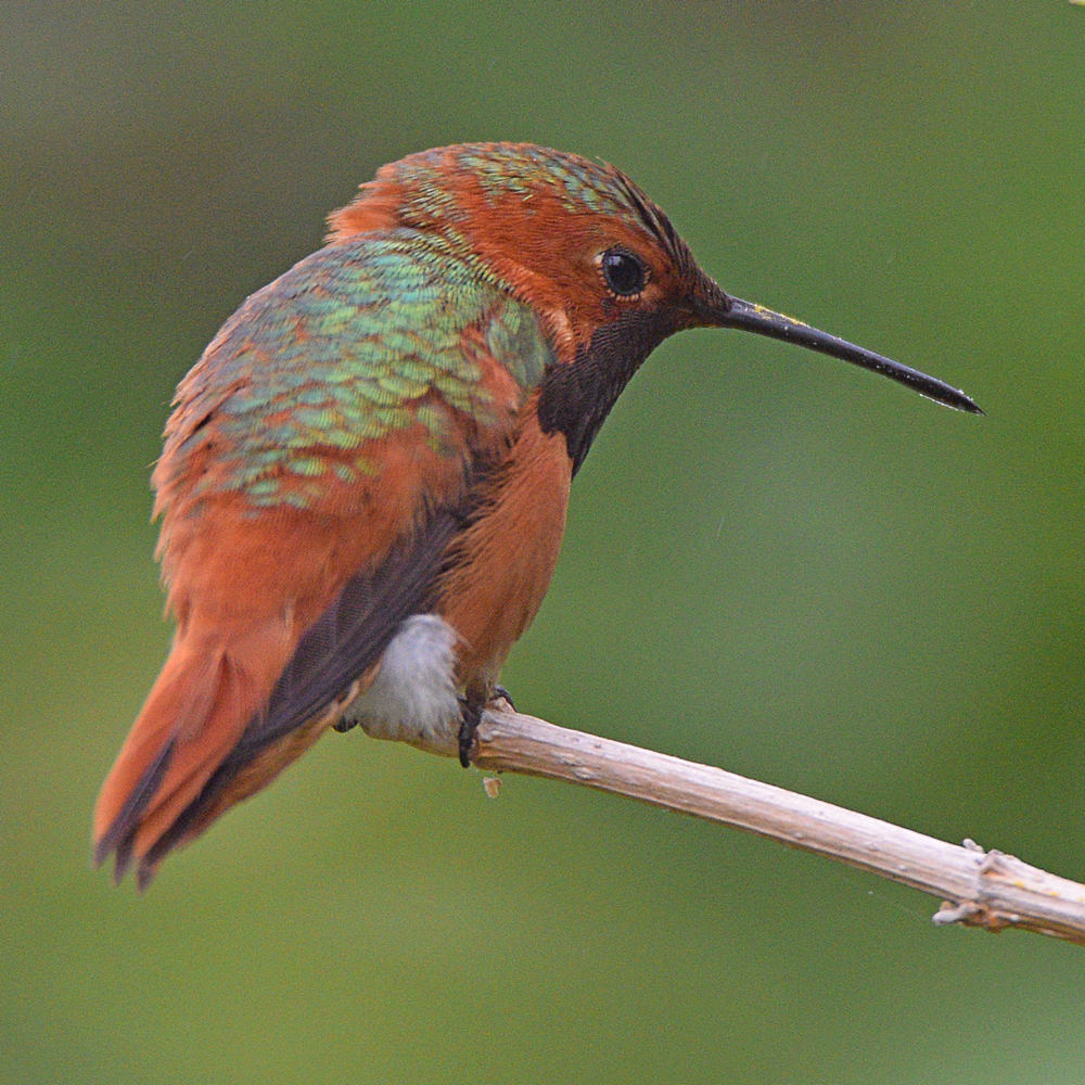 Hummer10.jpg