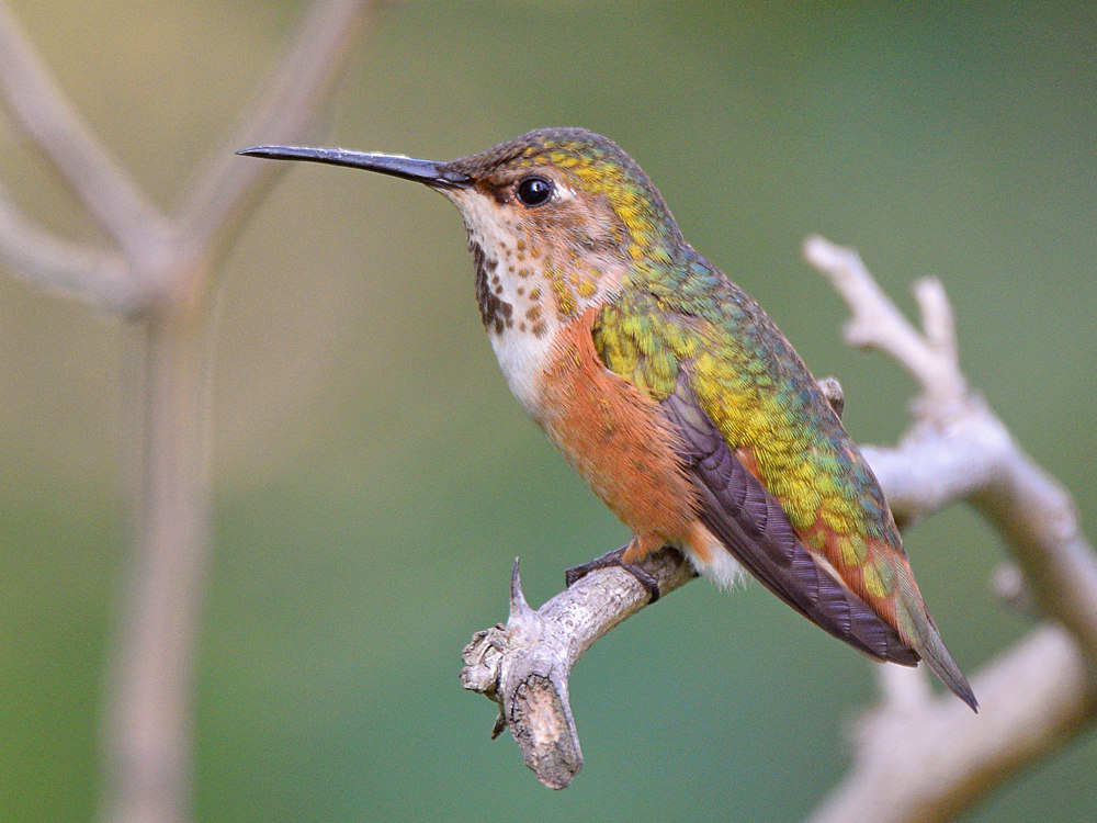 Hummer10.jpg