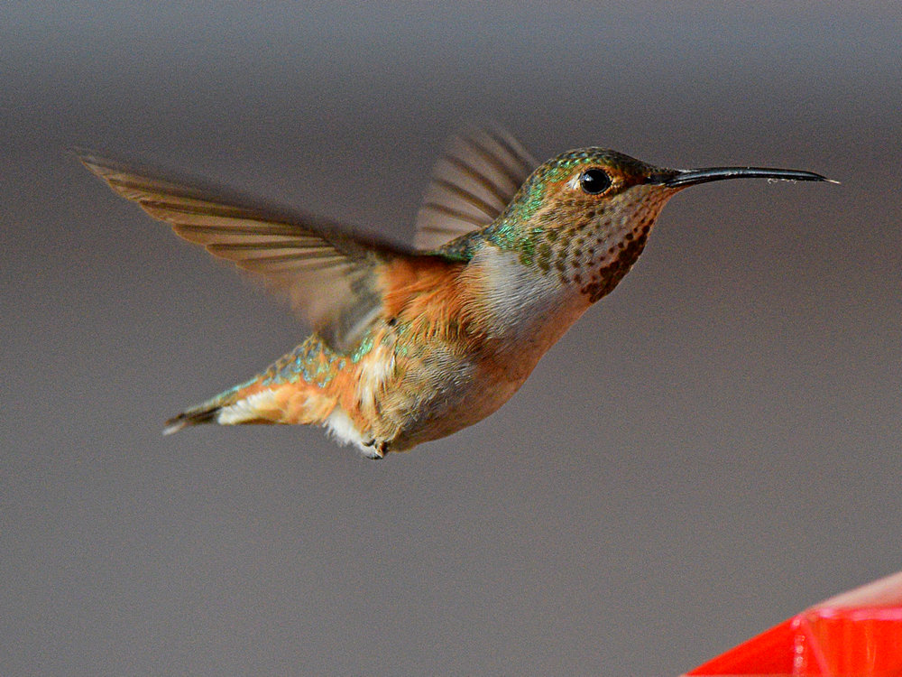 Hummer10.jpg