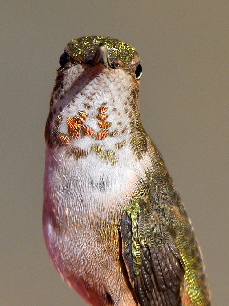 Hummer10.jpg