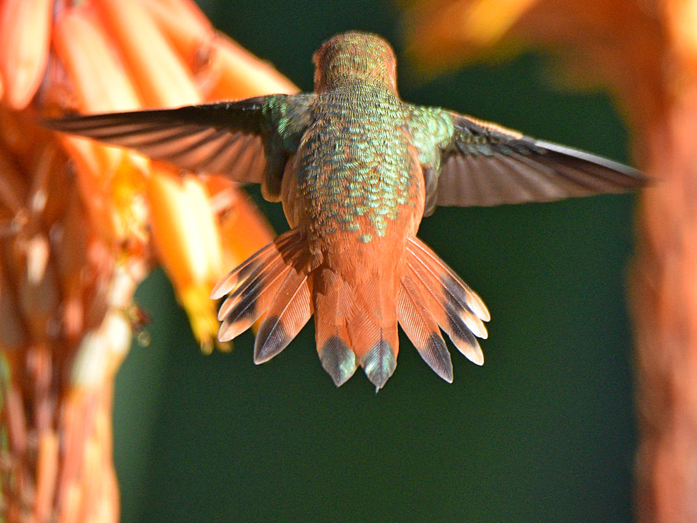 Hummer10.jpg