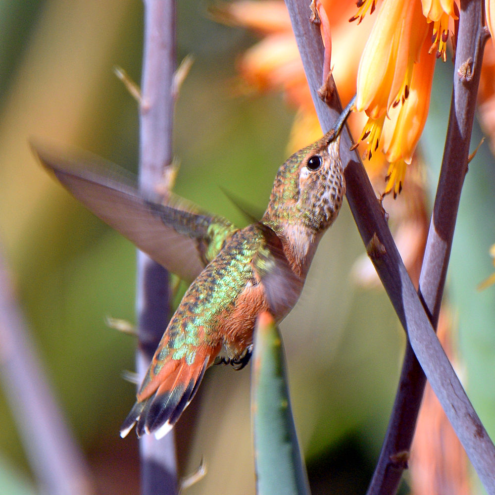 Hummer10.jpg