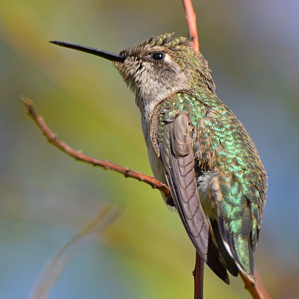 Hummer10.jpg