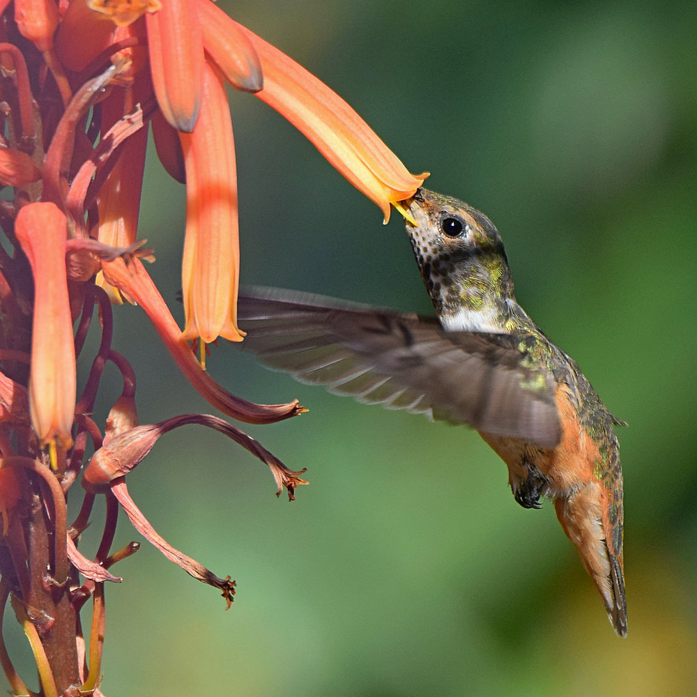 Hummer10.jpg