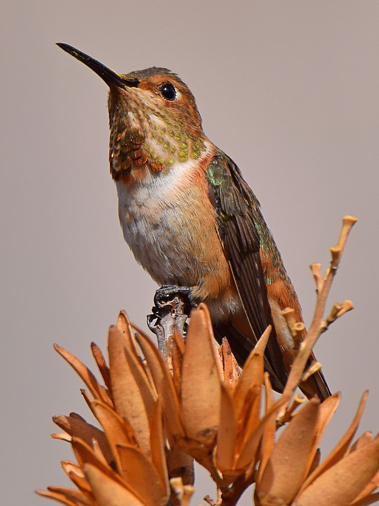 Hummer10.jpg