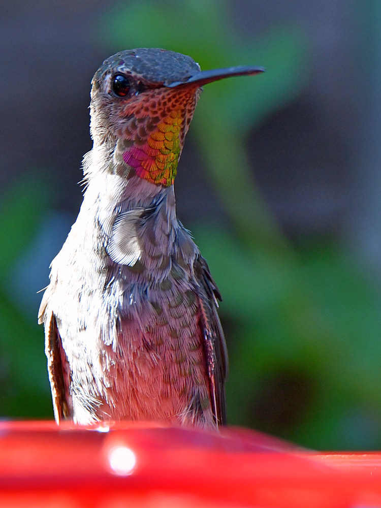 Hummer10.jpg