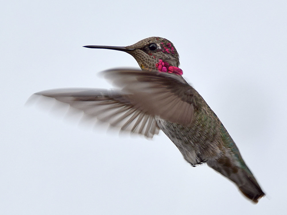 Hummer10.jpg