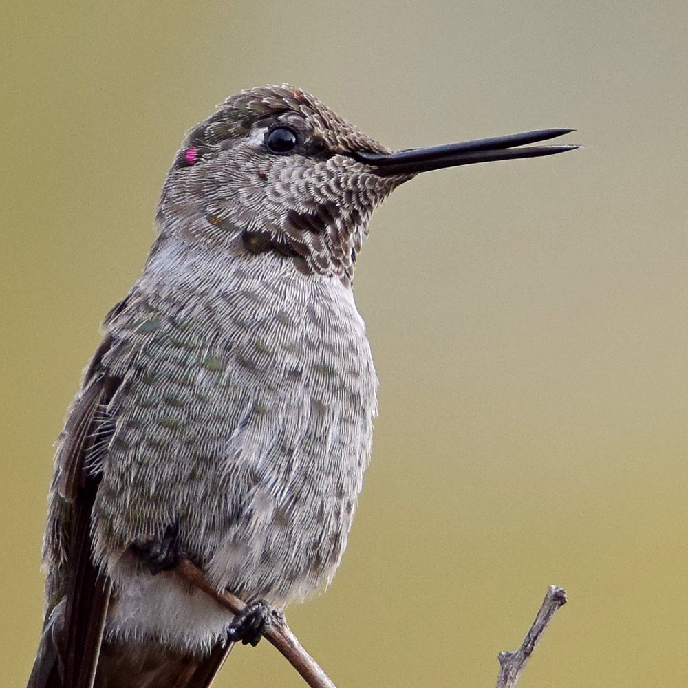 Hummer10.jpg