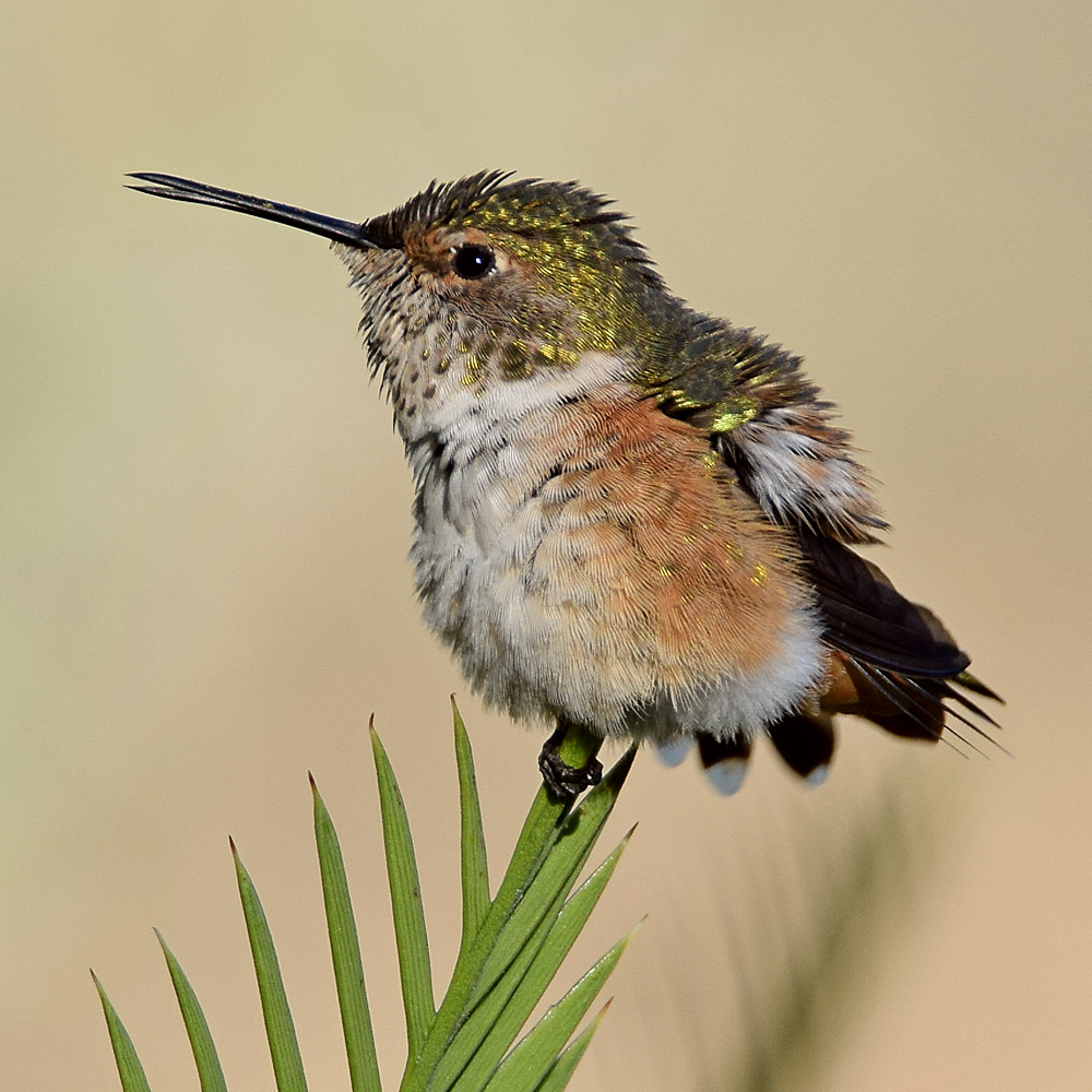 Hummer10.jpg