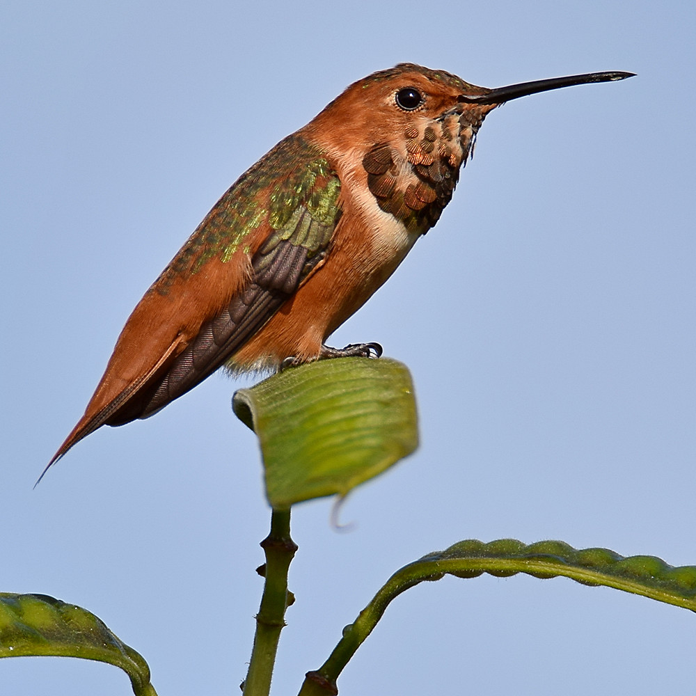 Hummer10.jpg