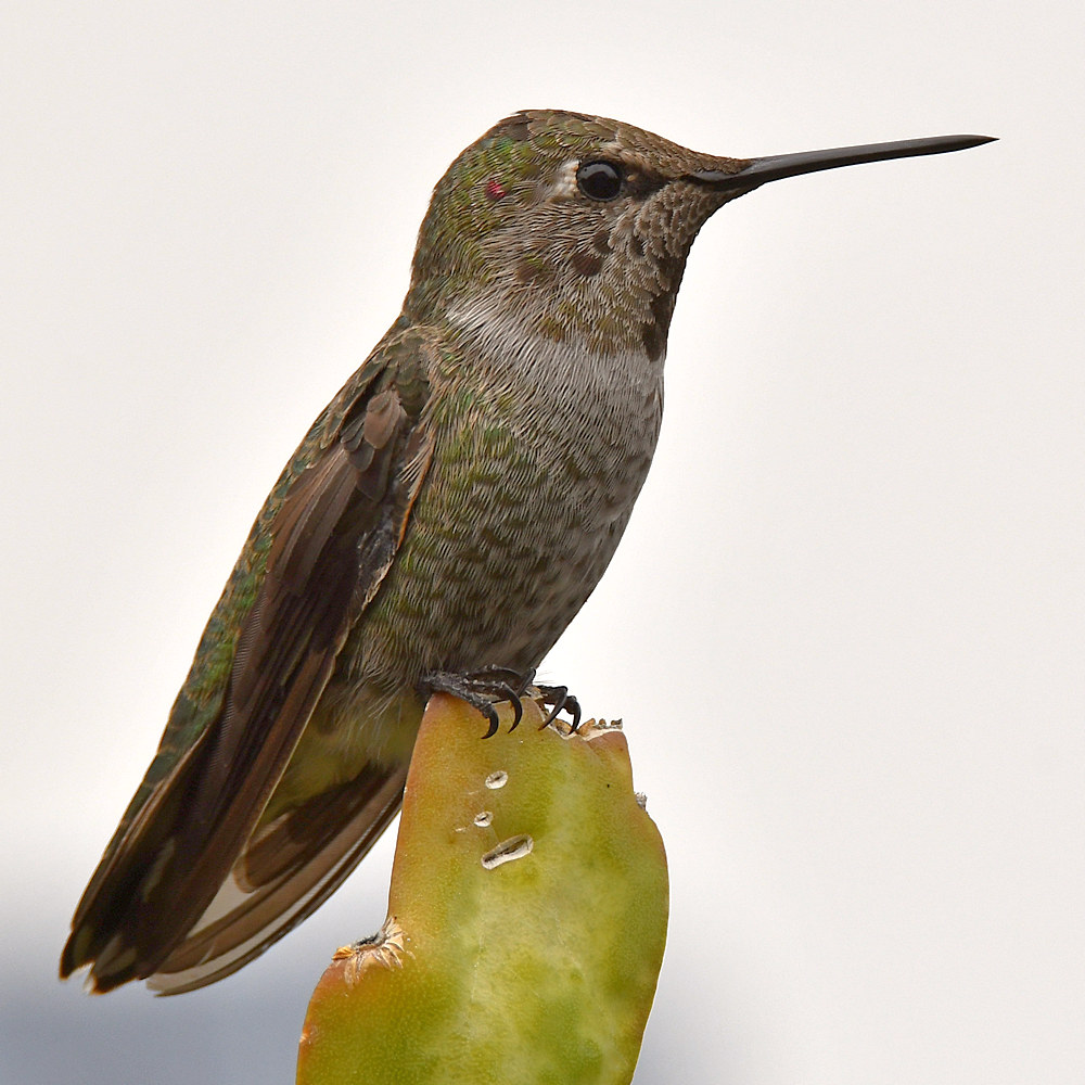Hummer10.jpg