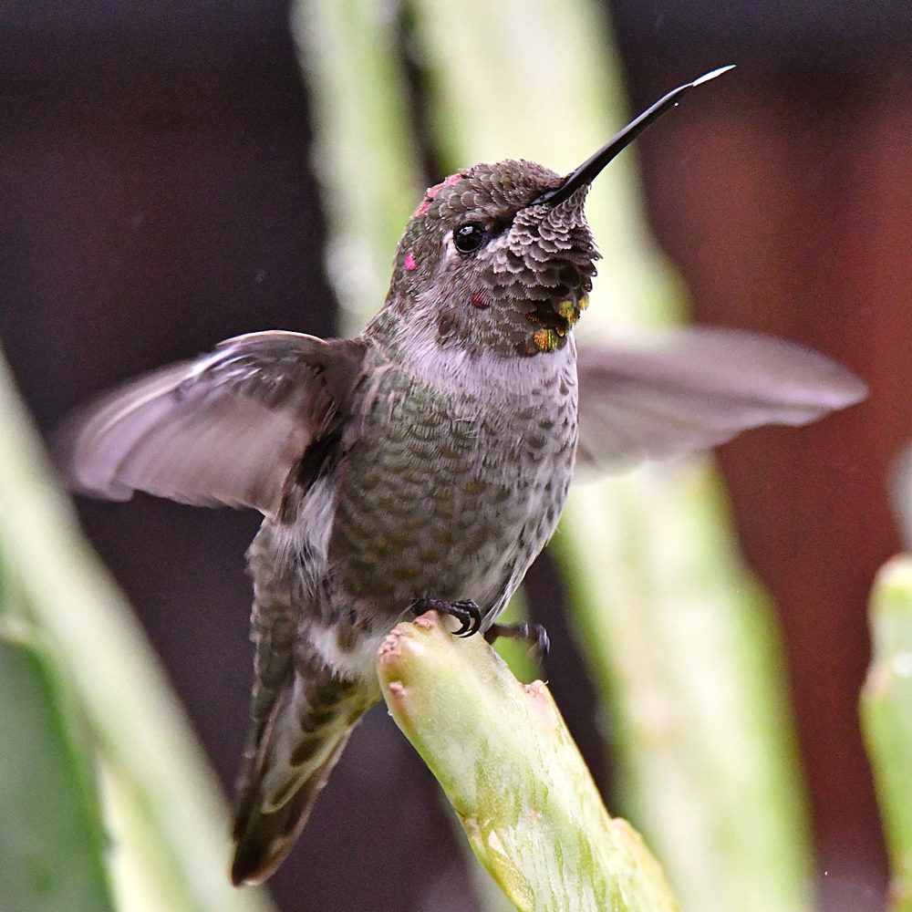 Hummer10.jpg