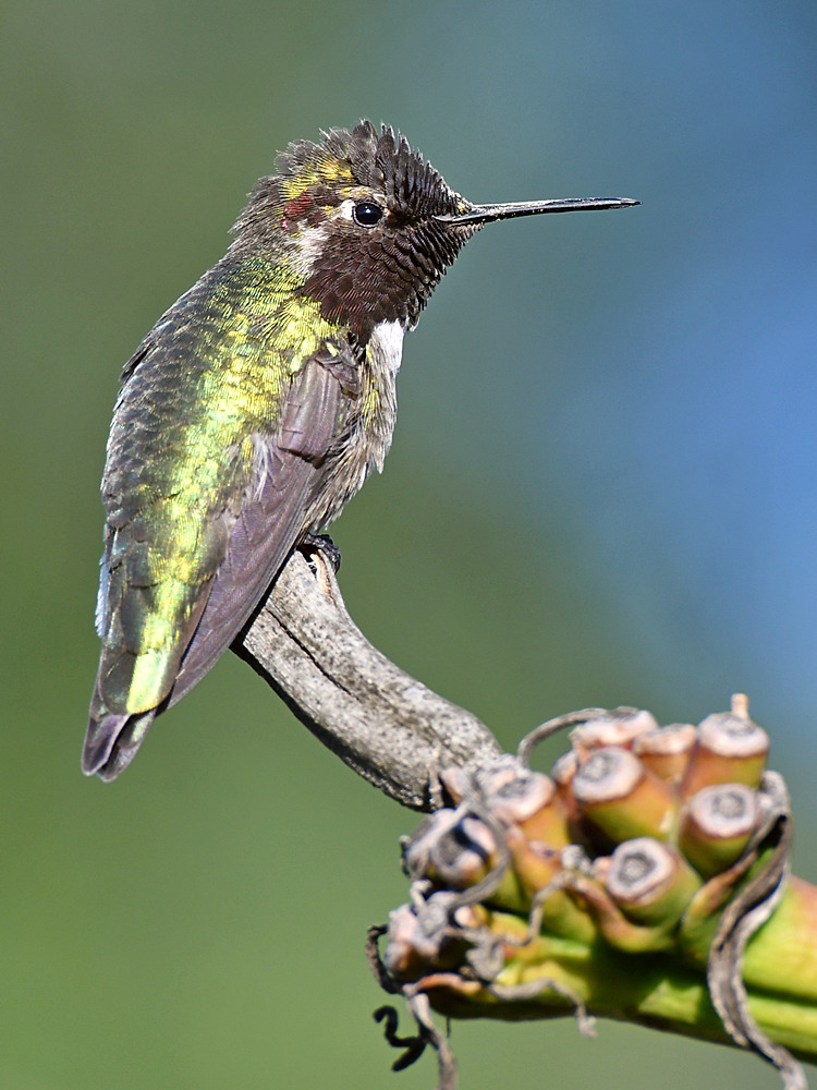 Hummer10.jpg