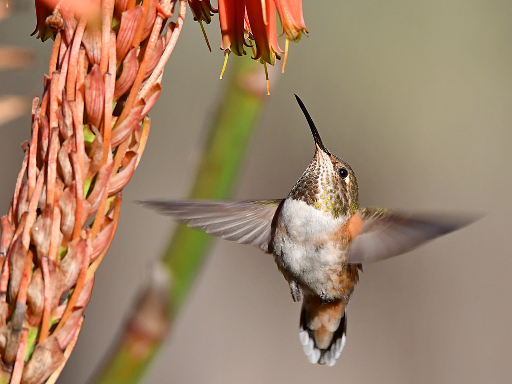 Hummer10.jpg