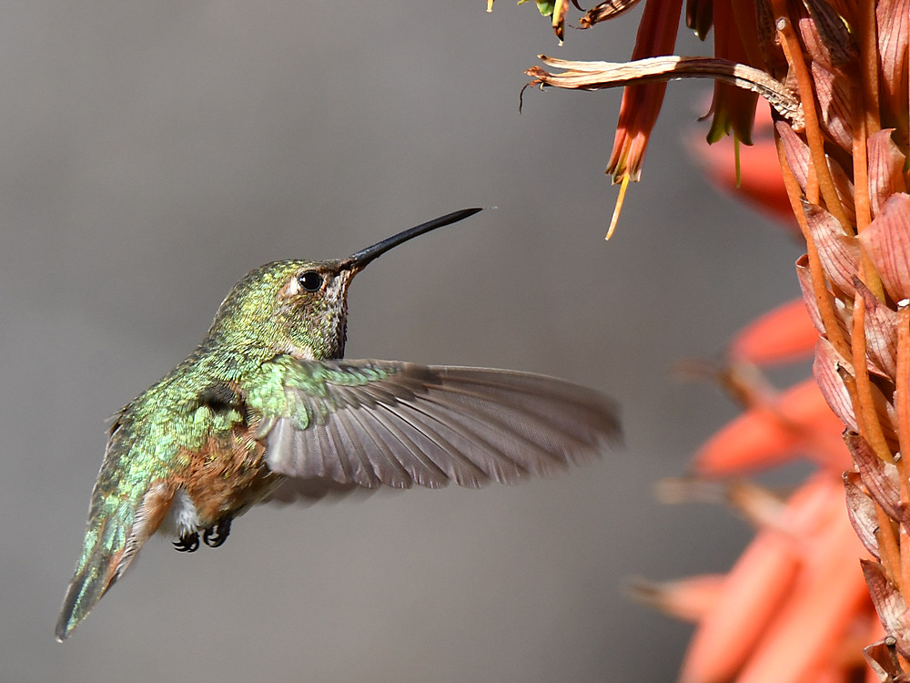 Hummer10.jpg