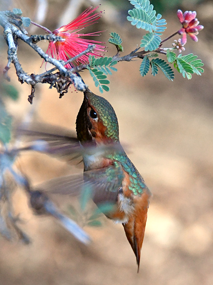 Hummer10.jpg