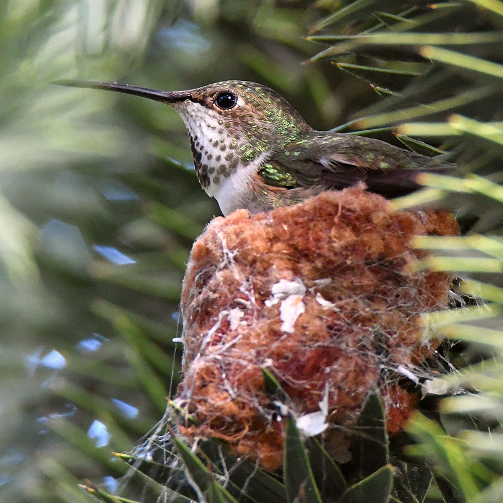Hummer10.jpg