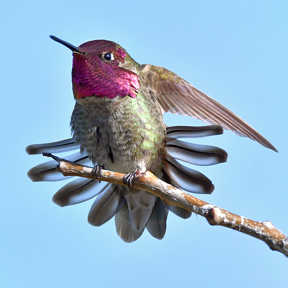 Hummer10.jpg