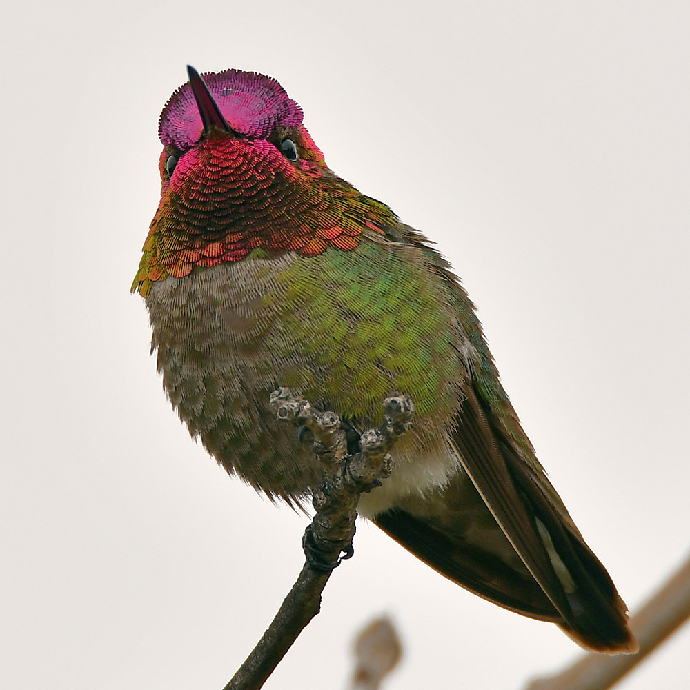 Hummer10.jpg