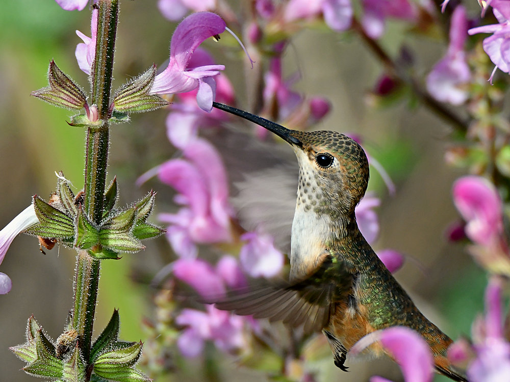 Hummer10.jpg