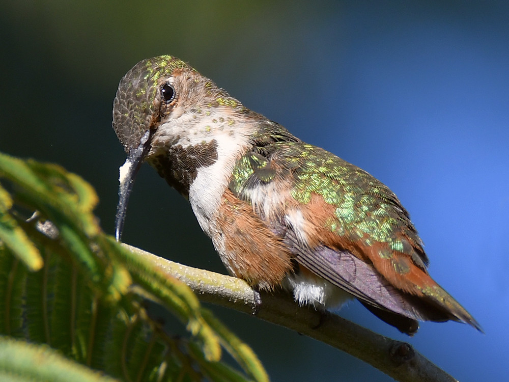 Hummer10.jpg
