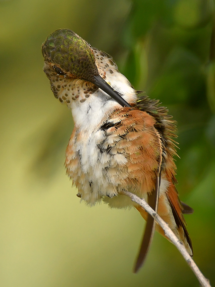 Hummer10.jpg