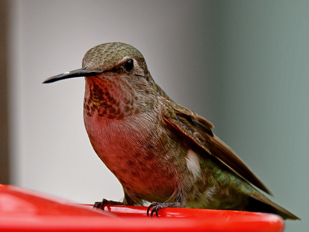 Hummer10.jpg