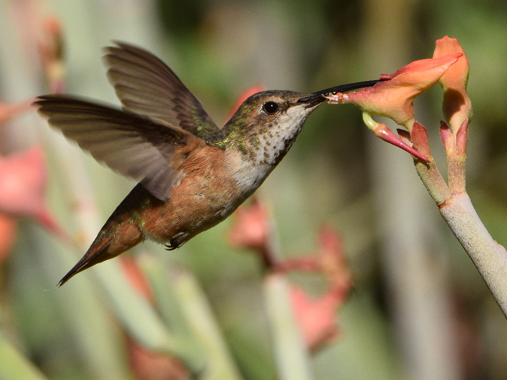 Hummer10.jpg