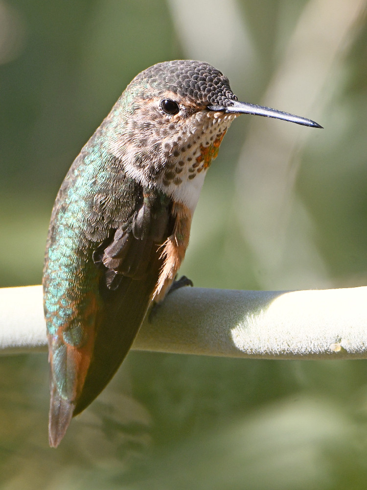 Hummer10.jpg