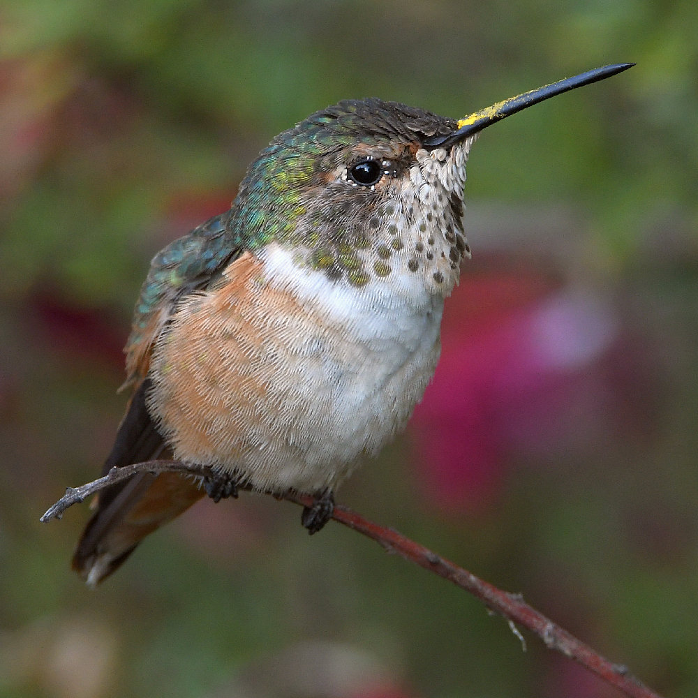 Hummer10.jpg