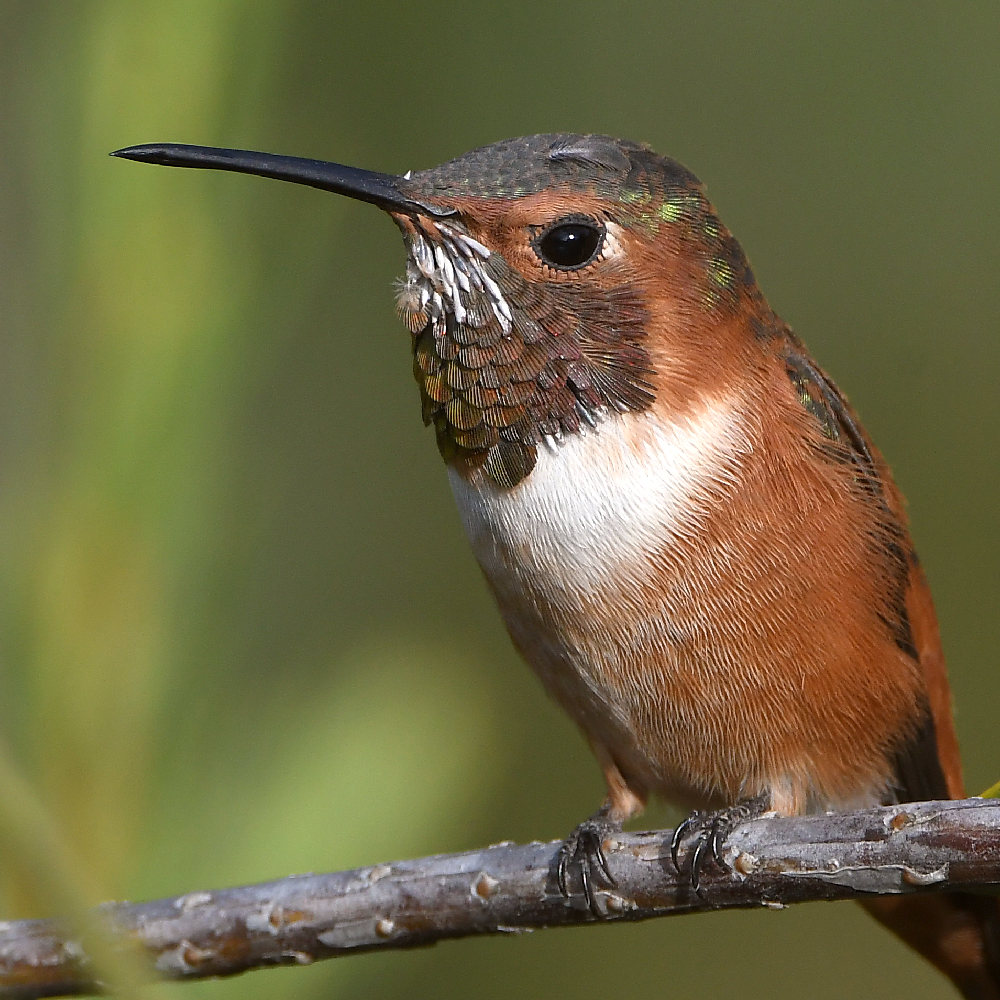 Hummer10.jpg
